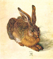 A Young Hare