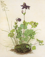 Aquilegia (Aquilegia vulgaris L.)