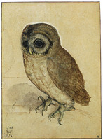 Barn Owl (Syrnium aluco)