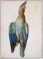 European Roller (Corracias garrulus)