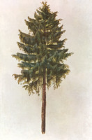 Fir Tree