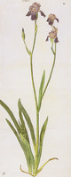 Schwertlilien (Iris troiana)