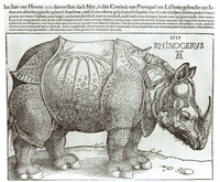 The rhinoceros