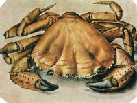 Sea Crab