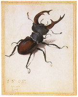 Stag Beetle