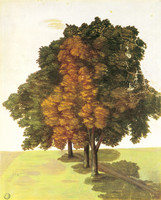 Three Lime Trees in a Meadow