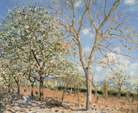 Plum Trees and Nut Trees in Spring