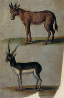 Bubale and Antilope Cervicapra