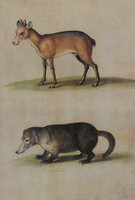 Red-flanked Duiker and Mountain Coati