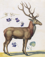 Red Deer