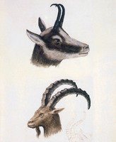 Chamois and Ibex