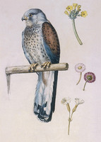 Study of a Lesser Kestrel (Falco naumanni) and Flowers