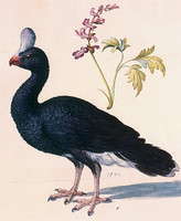 Study of a Helmeted Curassow (Pauxi pauxi)