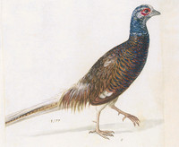 Common Pheasant