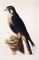 Aplomado Falcon