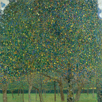 Pear Tree