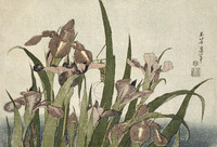 Iris and Grasshopper, from the Series of Large Flowers