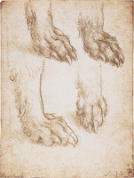 Studies of a Dog’s Paw