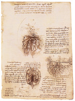 Le Mésentère de l'intestin et son système vasculaire, avec notes