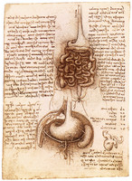 Anatomical Drawing of the Stomach and  Intestines