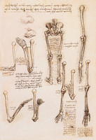 Estudios anatómicos de pelvis, cóccix y pierna de una hembra y estudio de la rotación de los brazos