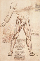 Muscle Structure of the Thigh