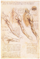 Muscles of the Arms, Shoulder and Neck