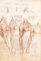 Muscles of the Arms, Shoulder, and Neck