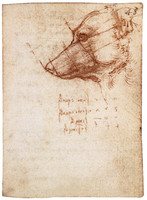 Study of a Dog’s Head