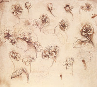 Study of Herbaceous Flowers