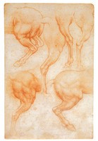 Study of Horses’ Hind Legs