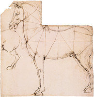 Study of the Proportions of Horses