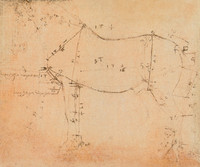 Study of the Proportions of Horses