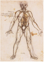 The Arborescence of Blood Vessels, Anatomical Figure with Heart, Kidneys and Blood Vessels