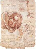 Das Embryo im Uterus