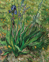 Iris, Saint-Rémy