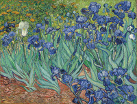 Irises, Saint-Rémy