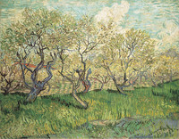 Orchard in Bloom, Arles