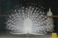 White peacock spreading tail